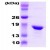 SDS-Page: Crystallin AB Protein [NBC1-18352] - Crystallin alpha B, 20.1kDa (175aa) with a purity of 95% by SDS - PAGE